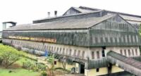 Govt Approves Compensation for Sugarcane Farmers